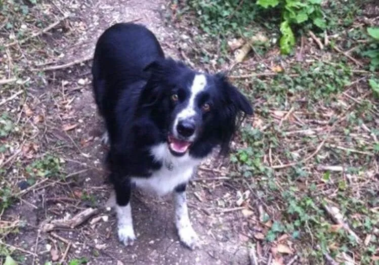 Things your dog can teach you about running your business