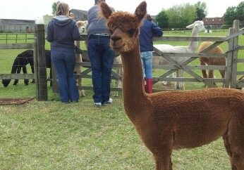This is Bertie Boy - my first Alpaca love!