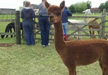 This is Bertie Boy - my first Alpaca love!