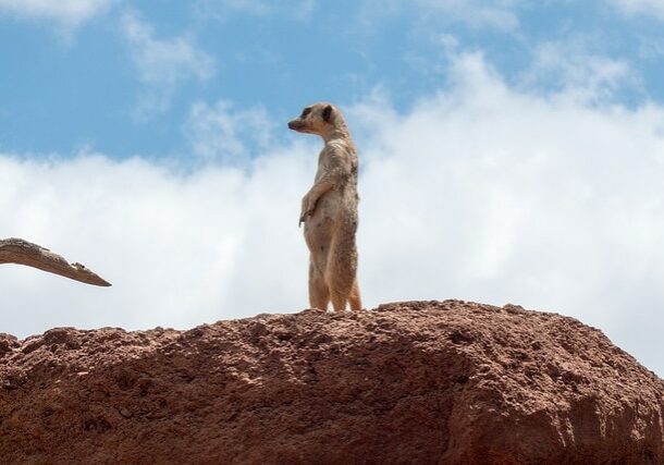 meerkat-676944_640