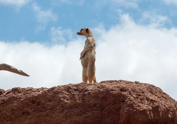 meerkat-676944_640